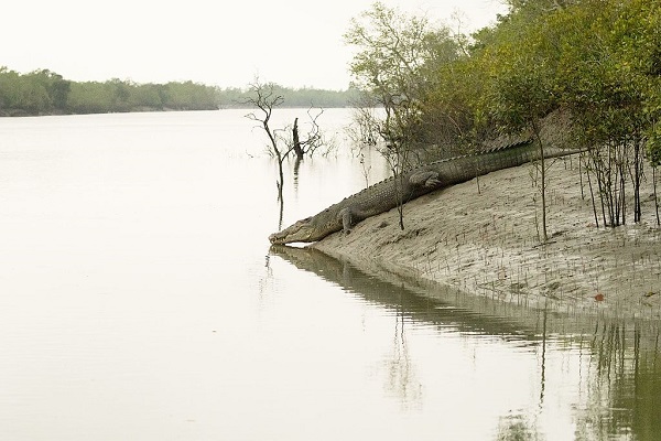 Sundarban delta
