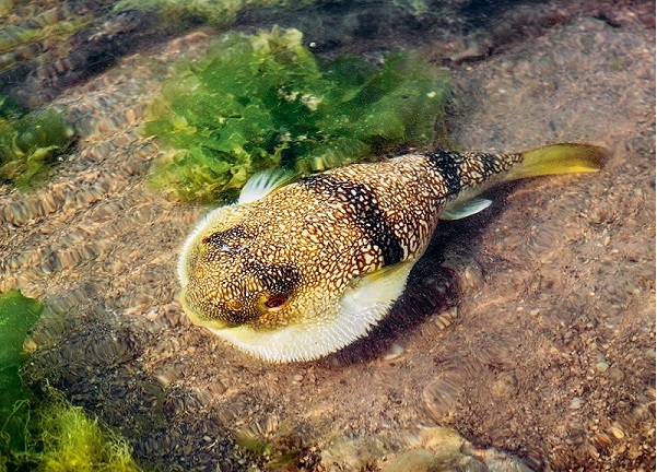 Narara marine park