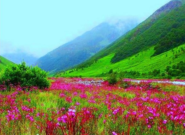 Valley of flower