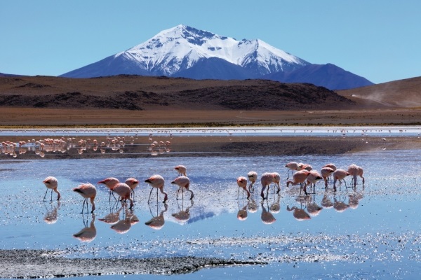 Bolivia Altiplano