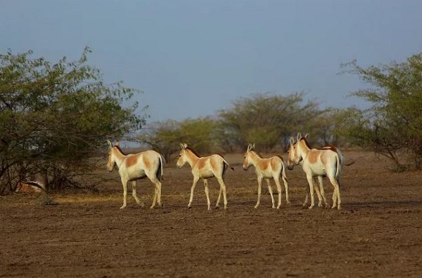 Rann of Kutch