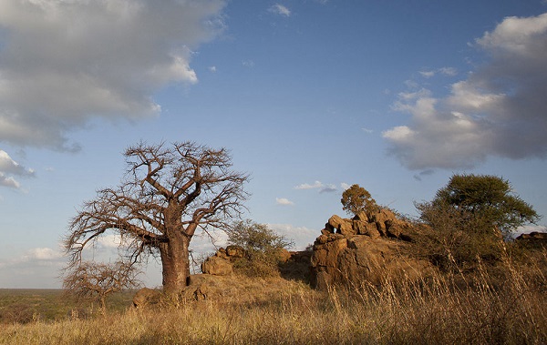 Kalahari Desert