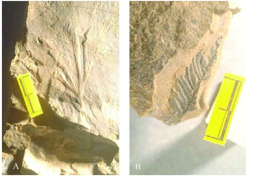 Inter-trappean beds of Rajmahal Formation