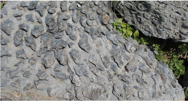 Bhojunda Stromatolite park