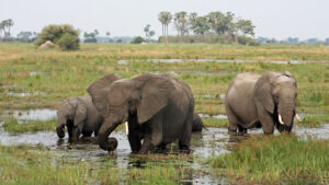 The Okavango delta