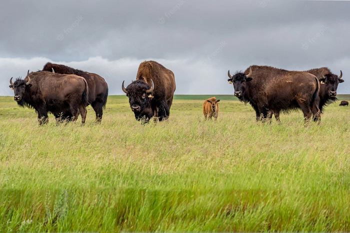 Great plain USA