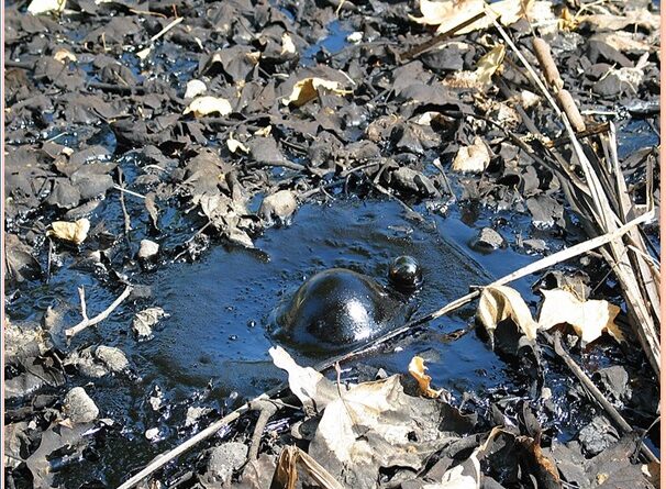 La Brea tar pits