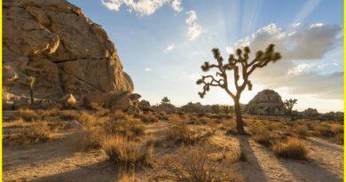 Joshua Tree Desert