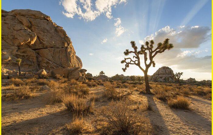 Joshua Tree Desert