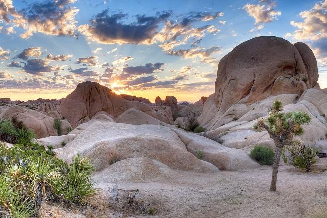 Joshua Tree Desert