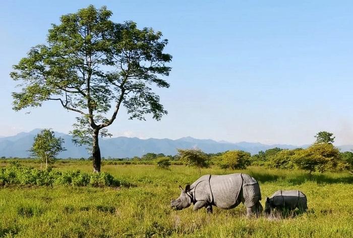 Manas National Park Assam