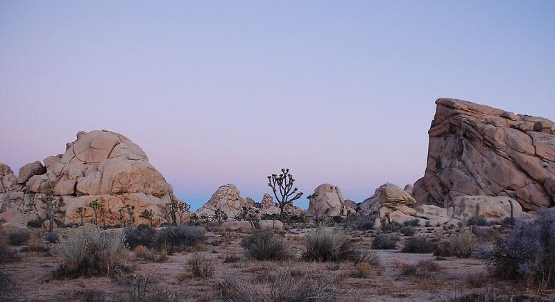 Joshua Tree Desert