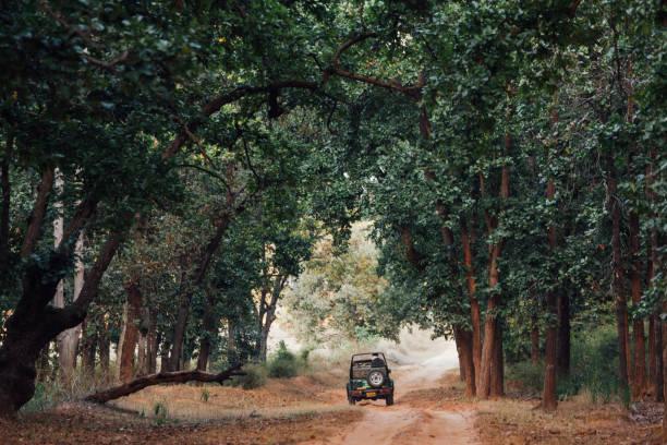 Bandhavgarh national park Safari