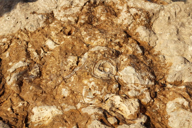 Fossil rock Sharjah