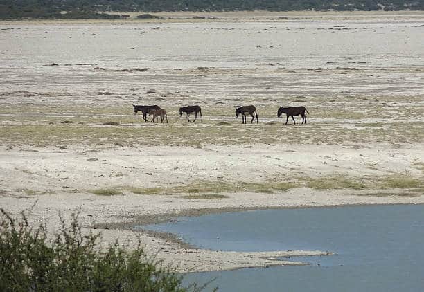 Makgadikgadi pans botswana