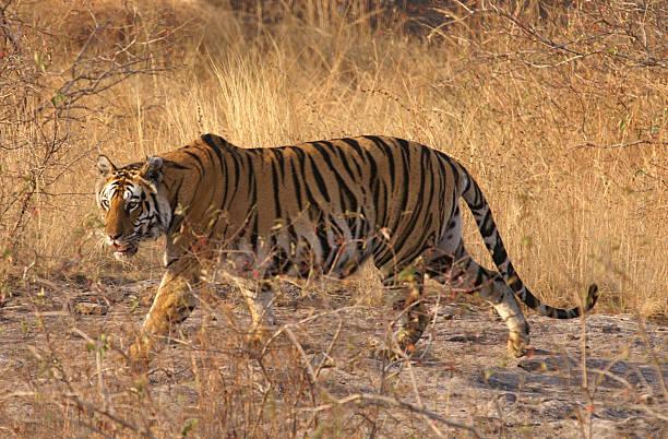 Bandhavgarh national park Safari