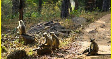Bandhavgarh national park Safari