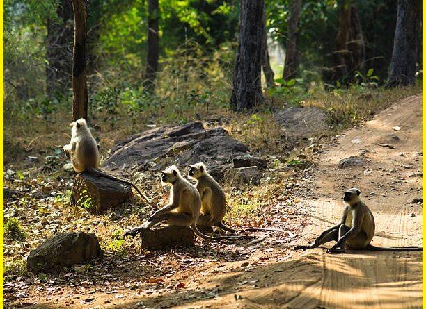 Bandhavgarh national park Safari