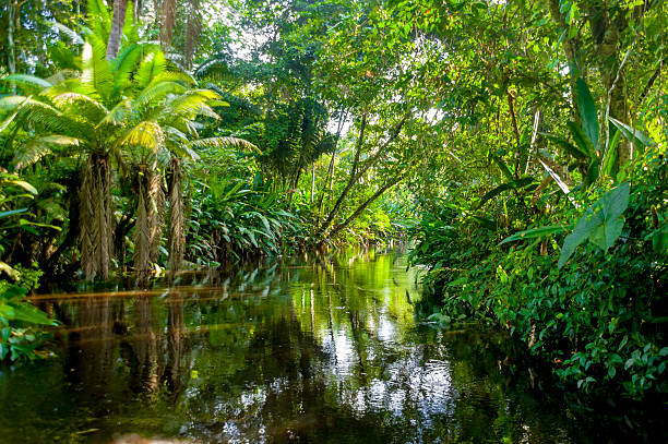 Amazon river