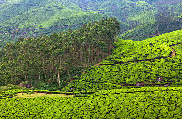 Attapadi Hills Kerala