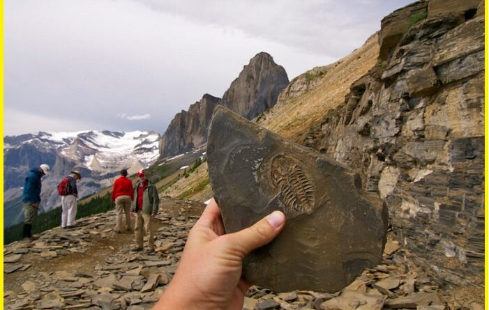 Burgess shale