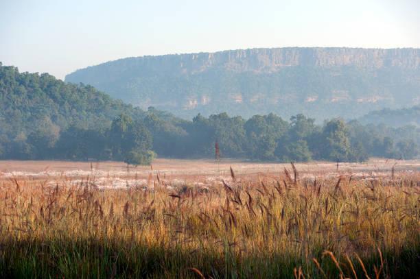 Bandhavgarh national park Safari