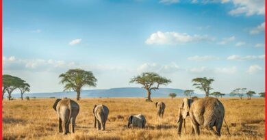 Safari holidays in Africa