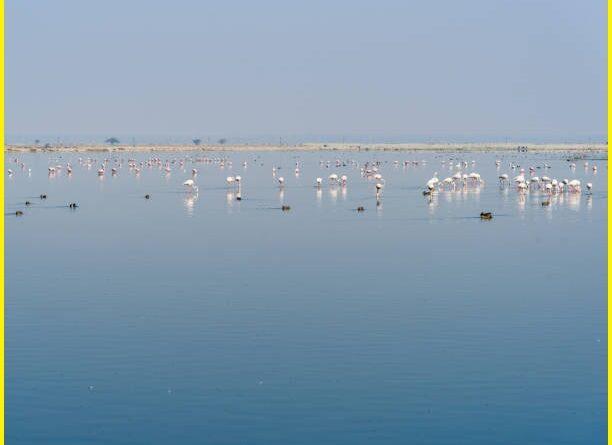 Sambhar Lake Rajasthan