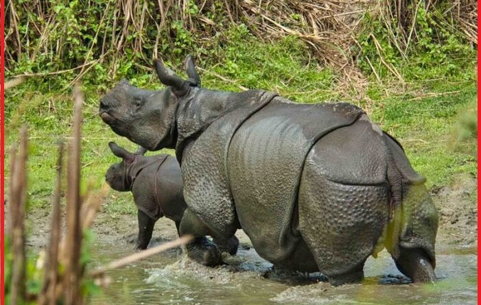 Jaldapara national park