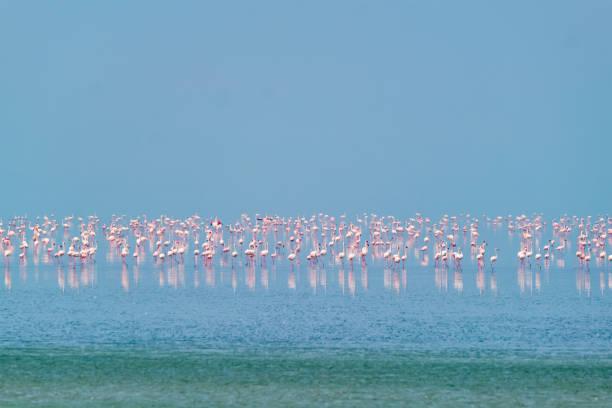 Sambhar Lake