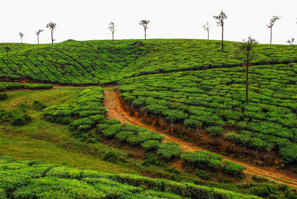 Thekkady Kerala