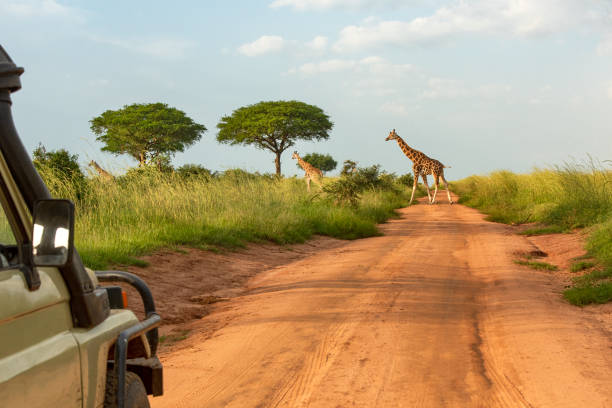 Safari holidays in Africa