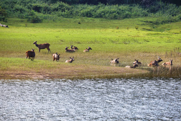 Thekkady Kerala