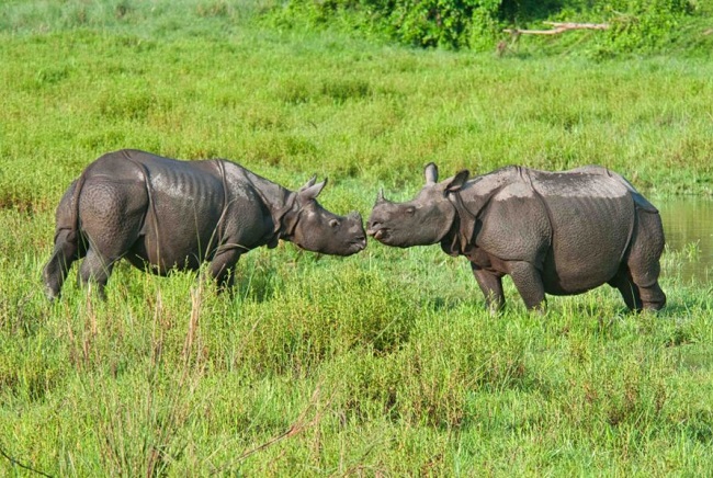 Jaldapara national park