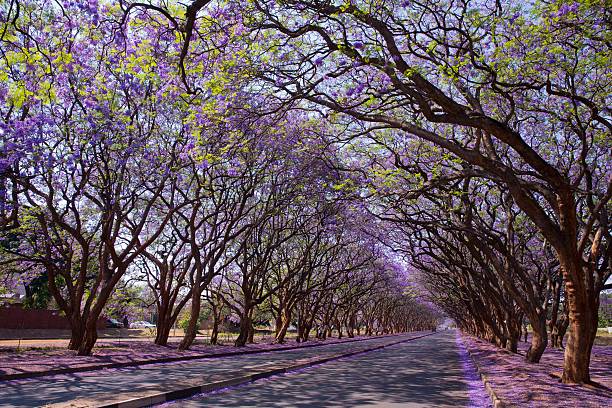 Capital of Zimbabwe Harare