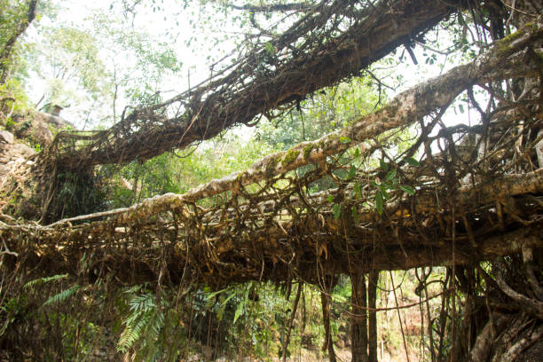 Cherrapunji