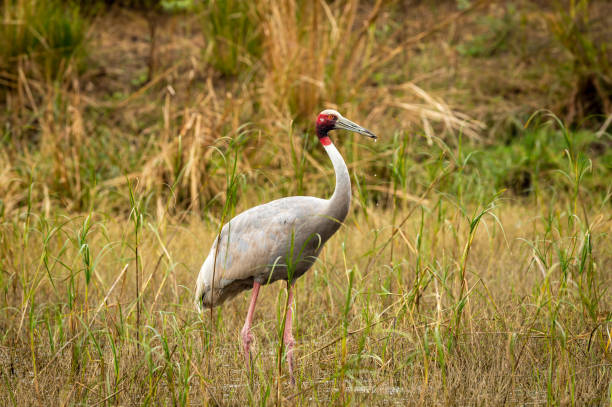 Sultanpur Bird Sanctuary