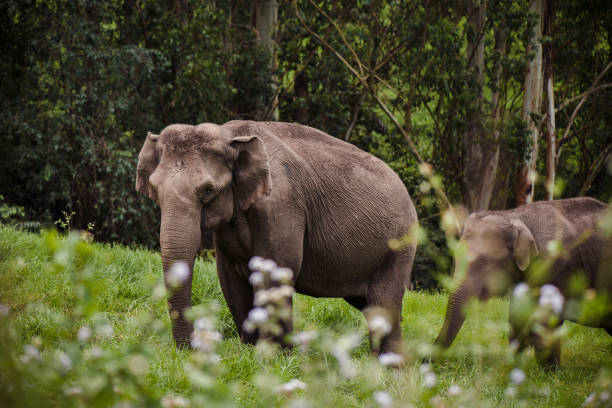 Periyar National Park