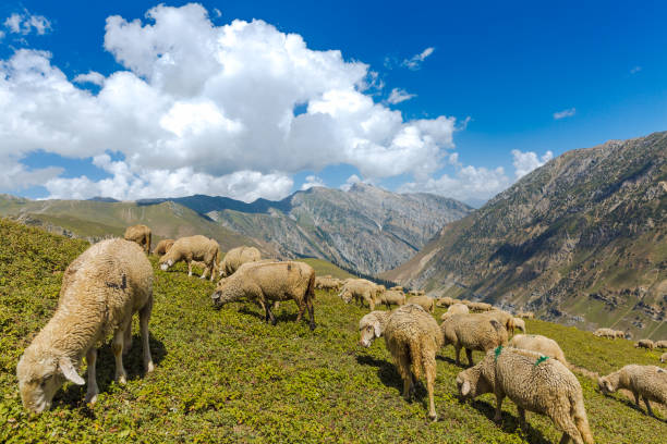 Kashmir Great Lakes Trek