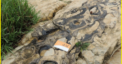 Phosphatic Stromatolites Janki Kund