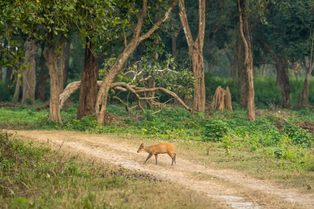 Rishikesh Tourist Places