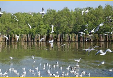 The Bhigwan Bird Sanctuary