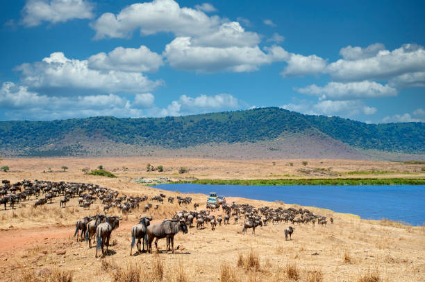 Ngorongoro Crater