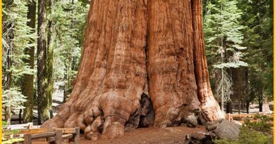 Giant Redwood Trees