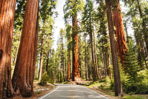 California Giant Redwood Trees