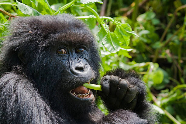 Volcanoes National Park, Rwanda