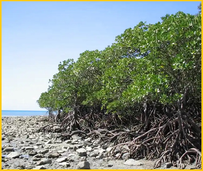 Wet tropics of queensland