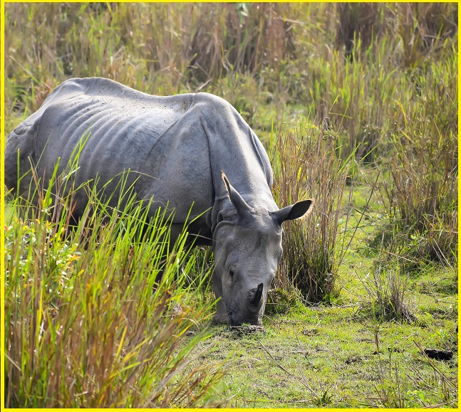 Kaziranga National Park: A World Heritage Haven for Wildlife