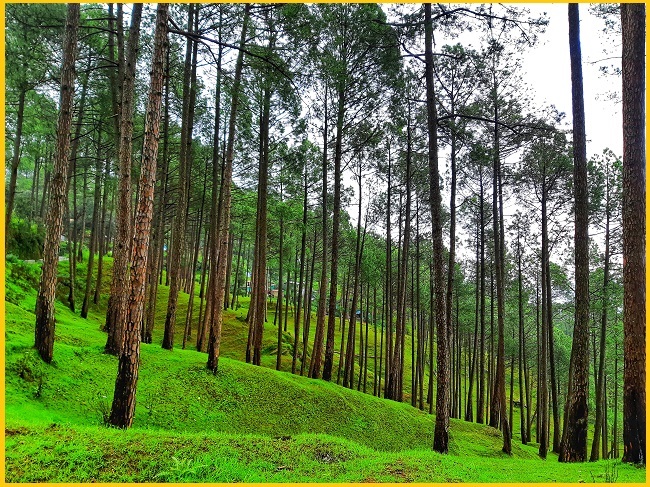 Ranikhet