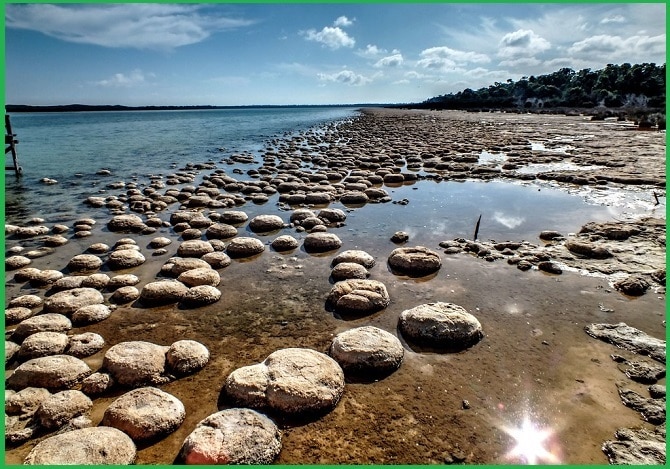 Lake Clifton Thrombolites